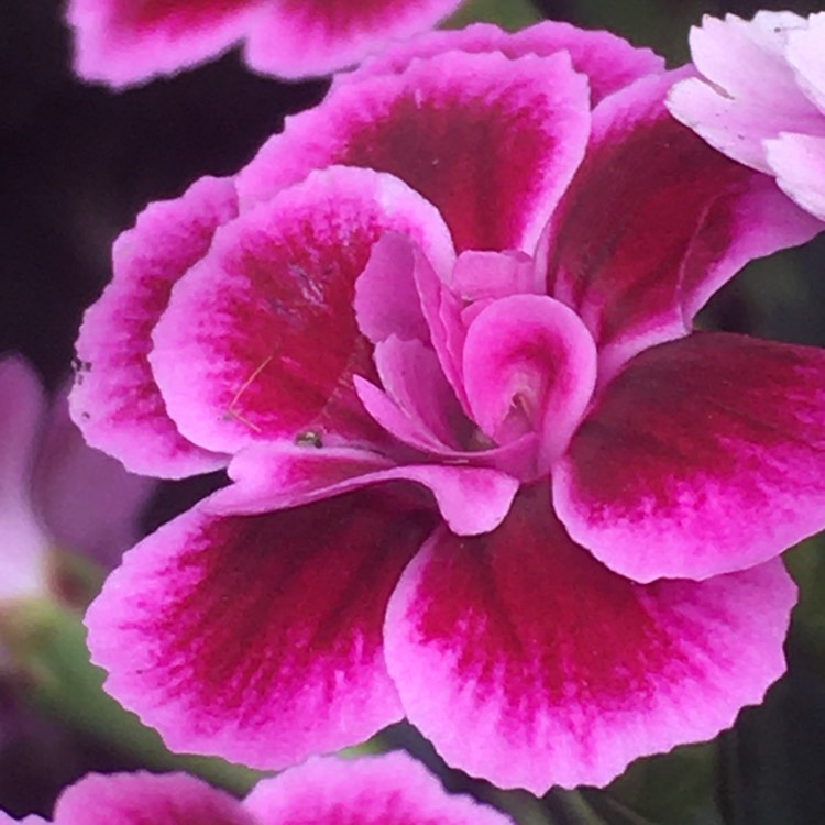 plant image 1498911