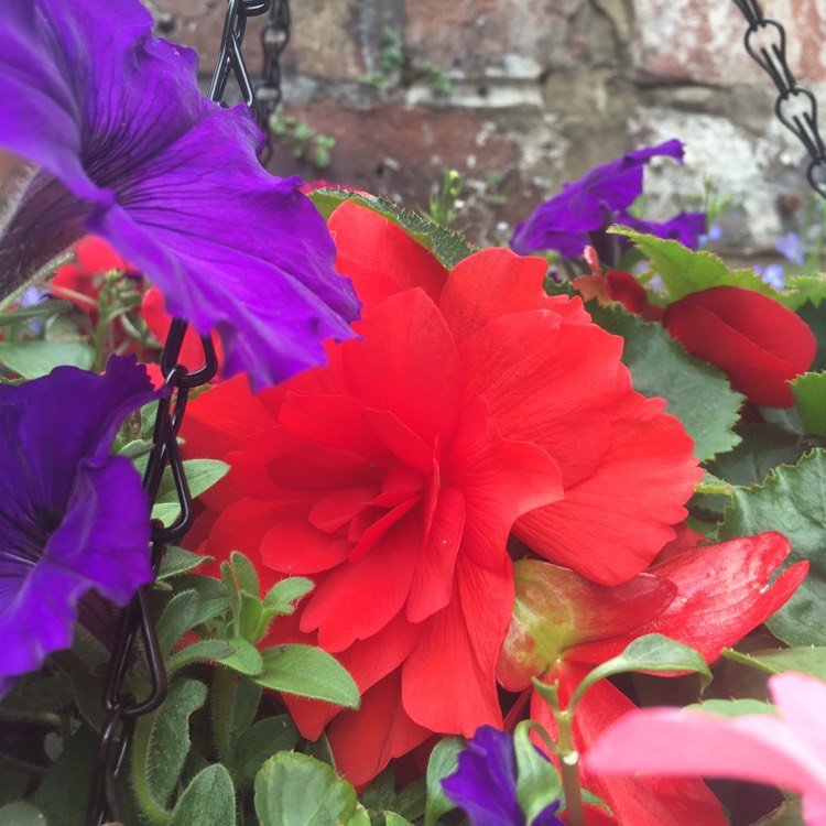 plant image 1500288