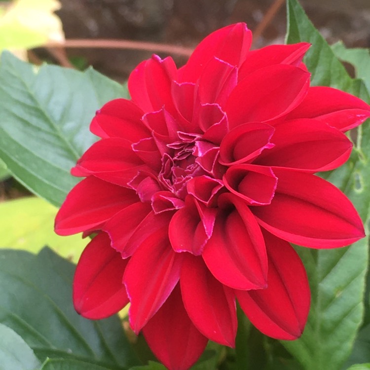 Plant image Dahlia 'Arnhem'