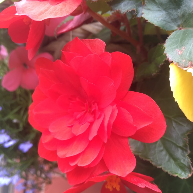 plant image 1532550