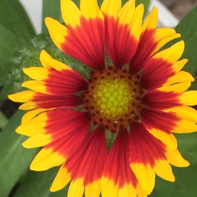 Plant image Gaillardia