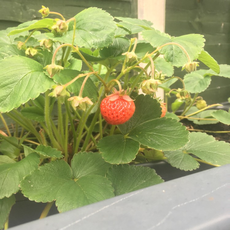 Plant image Fragaria vesca