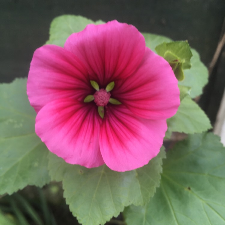 Plant image Lavatera x clementii 'Rosea'