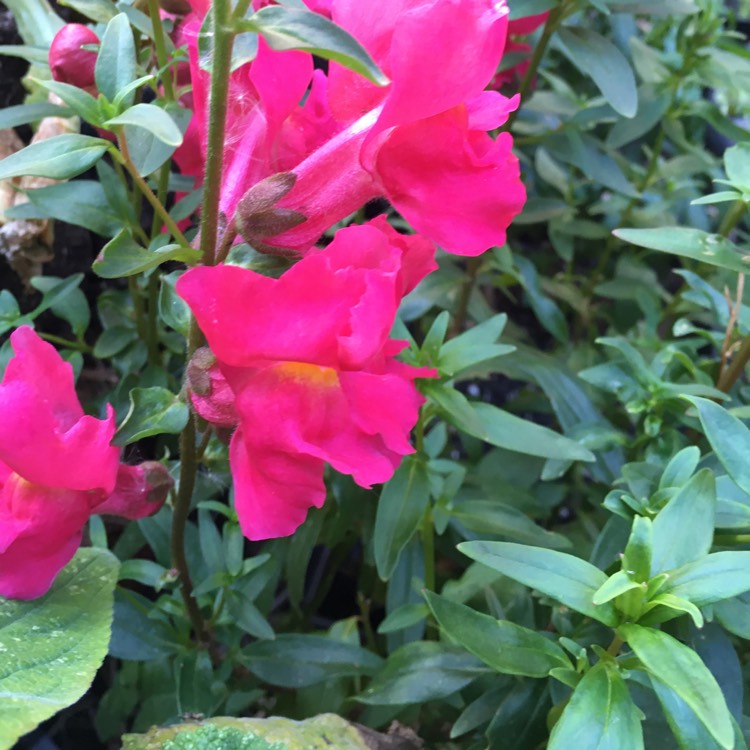 Plant image Antirrhinum majus 'Brighton Rock' syn. Antirrhinum majus 'Bizarre Hybrids'
