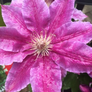 Clematis 'Bees Jubilee'