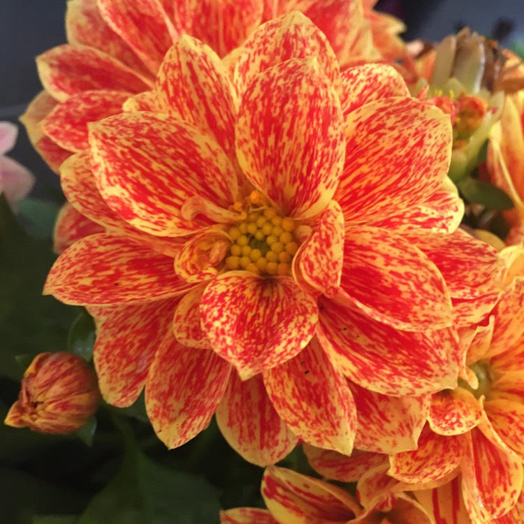 plant image 1607399