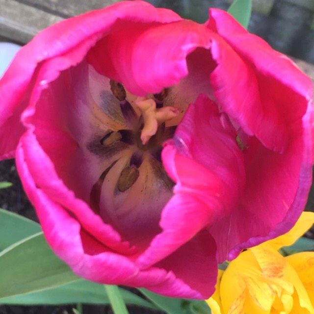 plant image 1653110