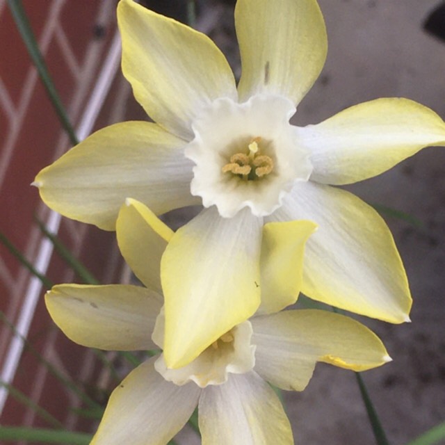 plant image 1655197