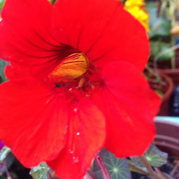 plant image 816345 plant image 816345