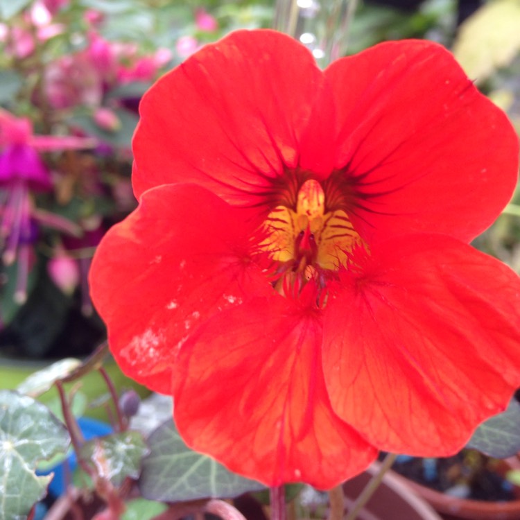 Plant image Tropaeolum majus 'Tom Thumb'