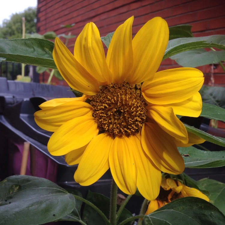 Plant image Helianthus annuus 'Evening Sun'