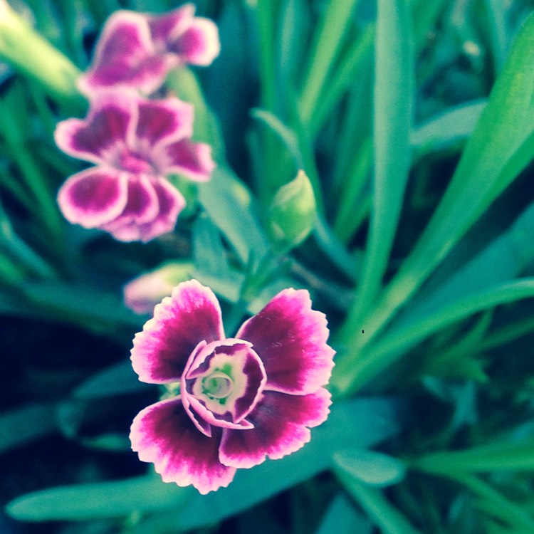 Plant image Dianthus alpinus