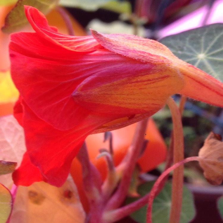 plant image 856625 plant image 856625