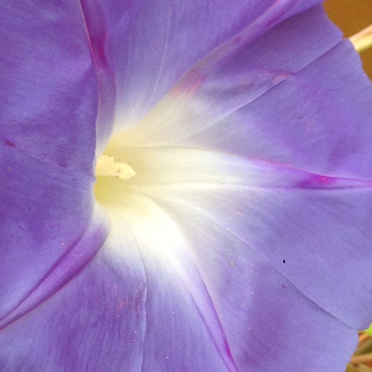 plant image 859155