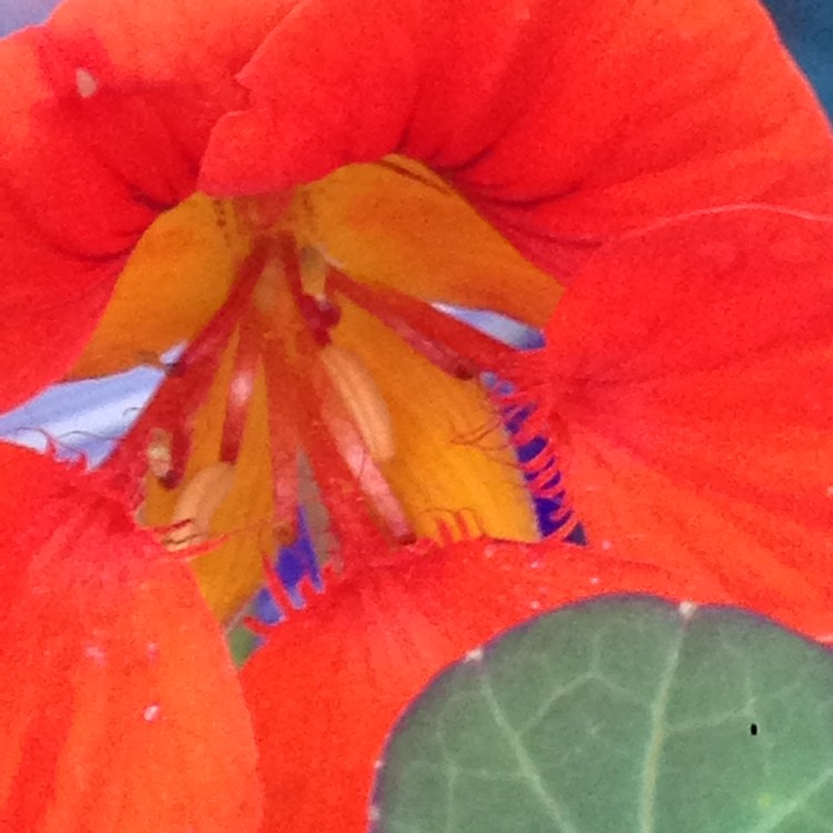 plant image 862582 plant image 862582