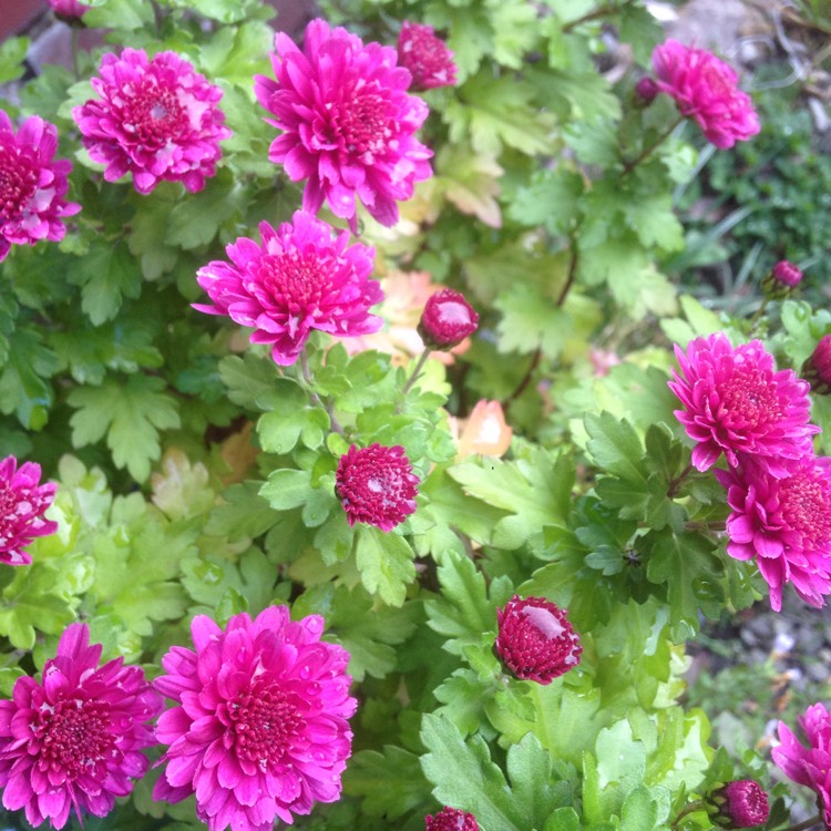 Plant image Chrysanthemum x hybridum 'Mammoth Dark Pink'