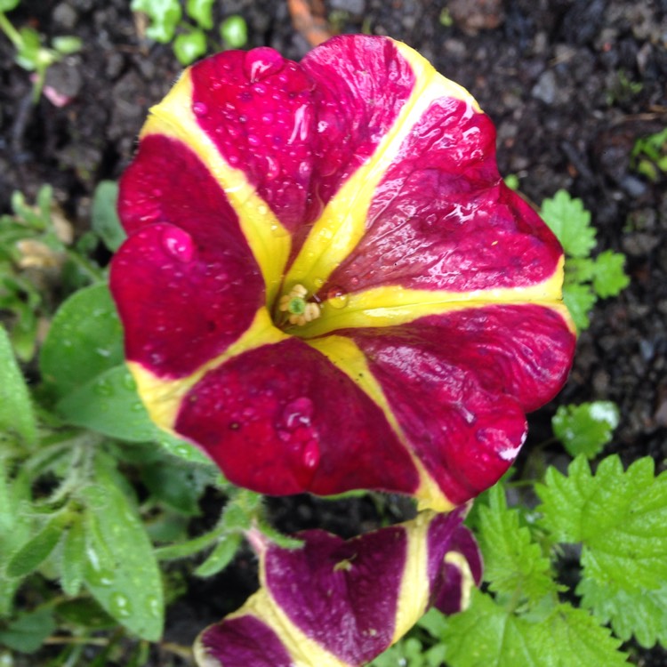 Plant image Petunia 'Heart breaker'
