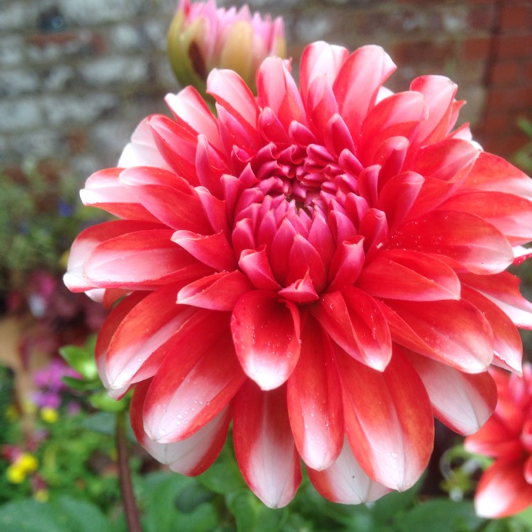 Plant image Dahlia 'Blended Beauty'