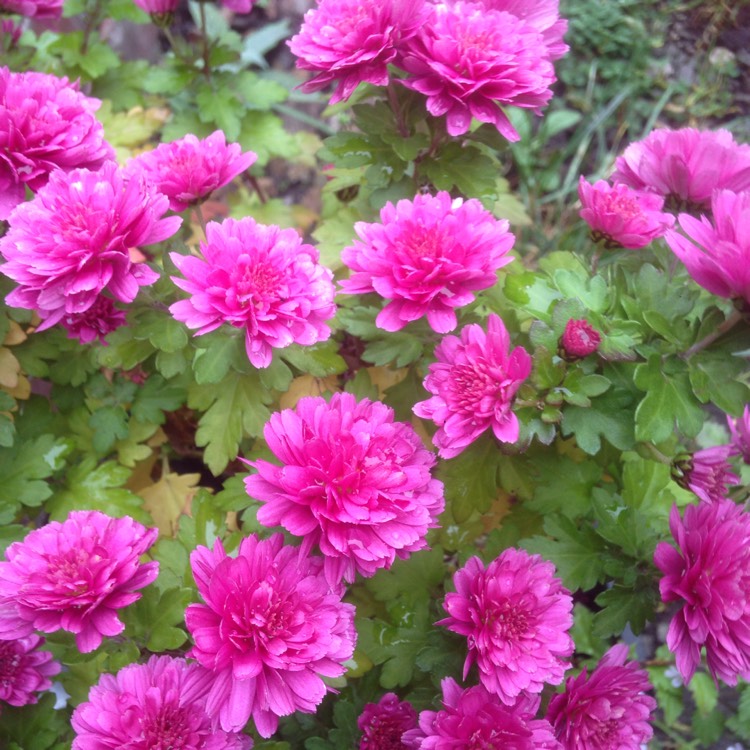 Plant image Chrysanthemum x hybridum 'Mammoth Dark Pink'
