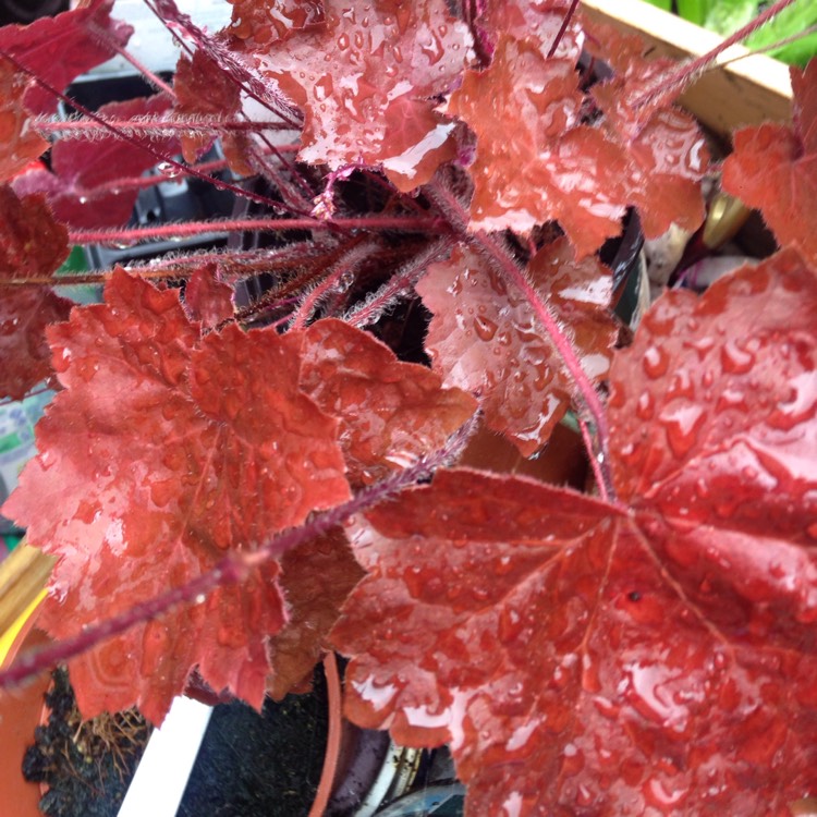 Plant image Heuchera 'Galaxy'