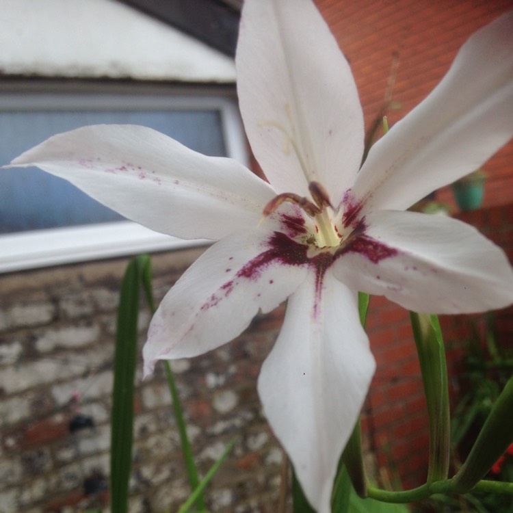 plant image 893654 plant image 893654