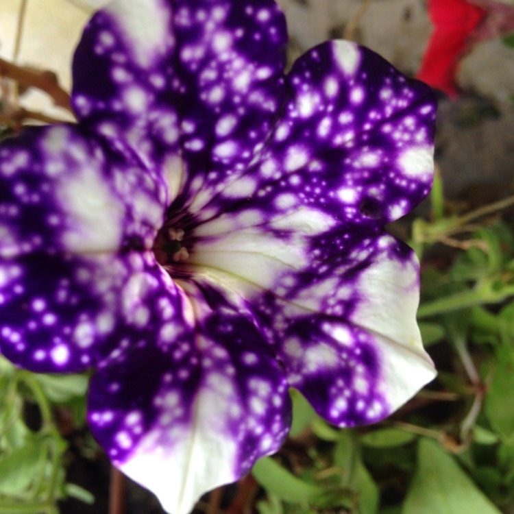 plant image 894619