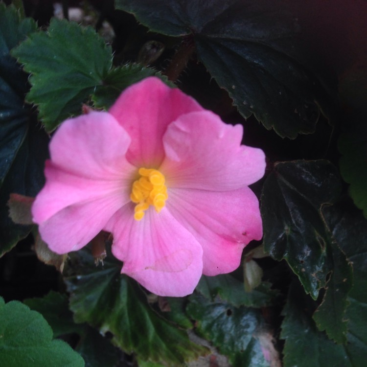 Plant image Begonia 'Nonstop Pink' (Nonstop Series)