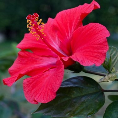 Hibiscus rosa-sinensis 'D.J O'Brien