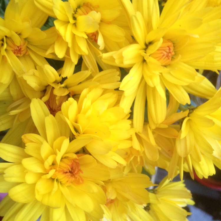 Plant image Chrysanthemum 'Poppins Yellow Jewel'