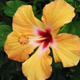 plant image 901945