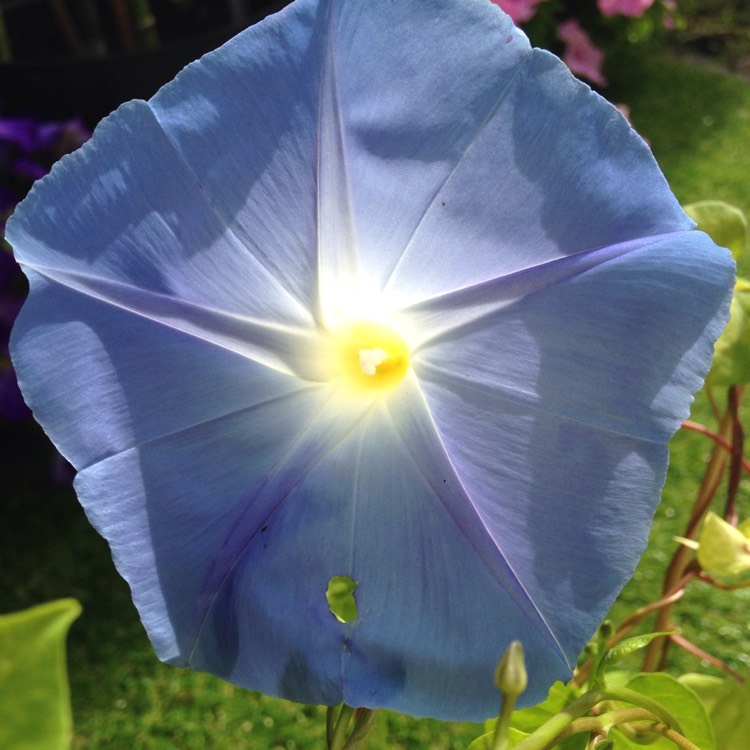 plant image 907209