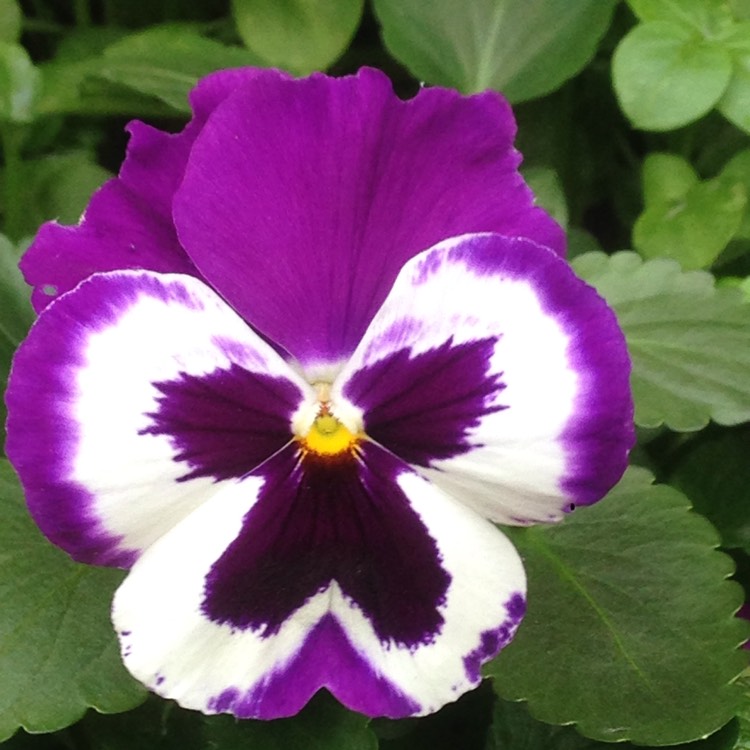 Plant image Viola cornuta 'White Purple Wing'