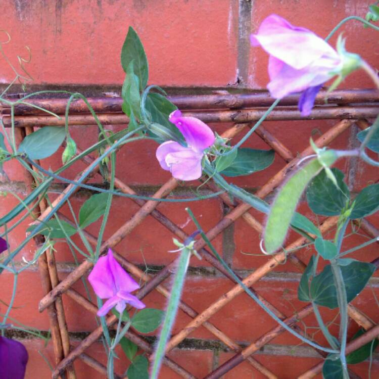 Plant image Lathyrus odoratus 'Lovely Lady'