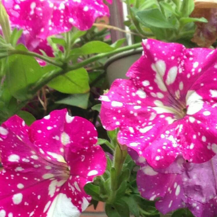 Plant image Petunia 'Kleph17342' syn. Petunia 'Pink Sky', Petunia 'BabyDoll', Petunia 'Headliner Pink Sky'