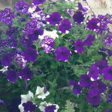 Petunia 'Kleph15313' syn. Petunia 'Night Sky', Petunia 'Headliner Night Sky'