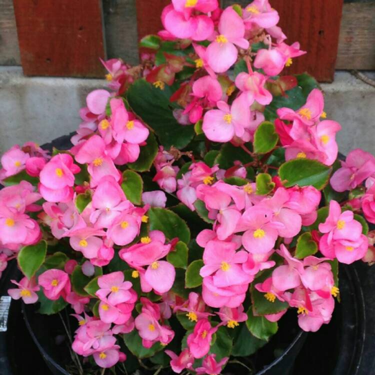 Plant image Begonia x hiemalis 'Solenia Light Pink'