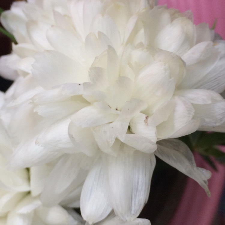 Plant image Chrysanthemum x morifolium 'Aluga White'