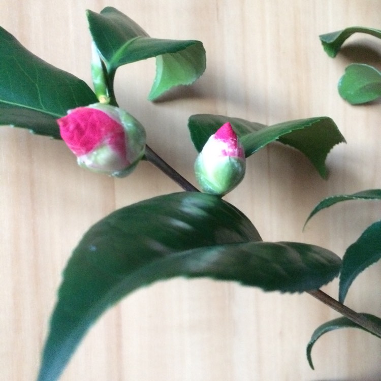 Plant image Camellia japonica 'Pink'