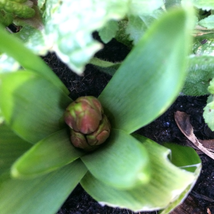 Plant image Hyacinthus orientalis 'Woodstock'