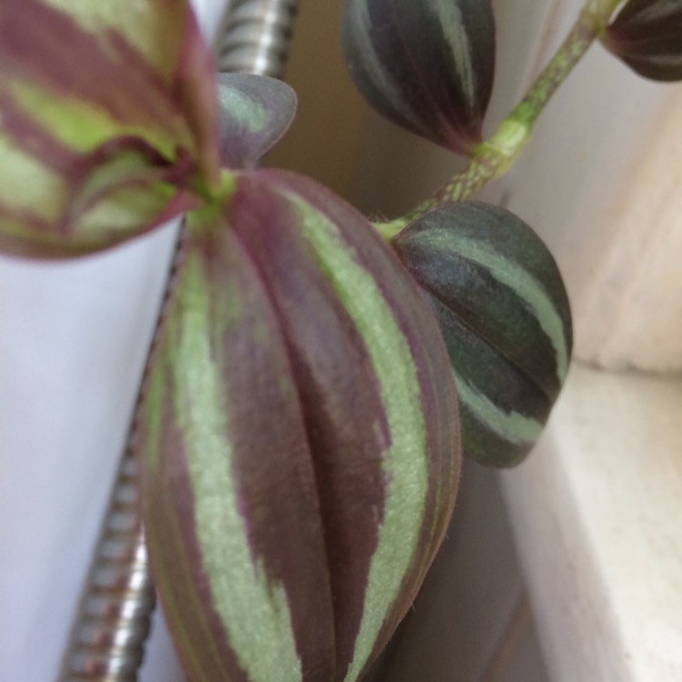 Plant image Tradescantia  'Houseplants'