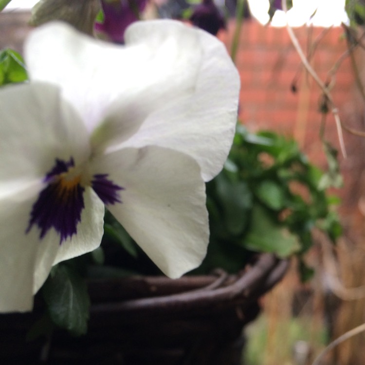 plant image 932809