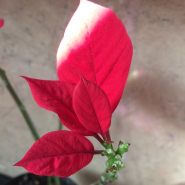 Euphorbia pulcherrima