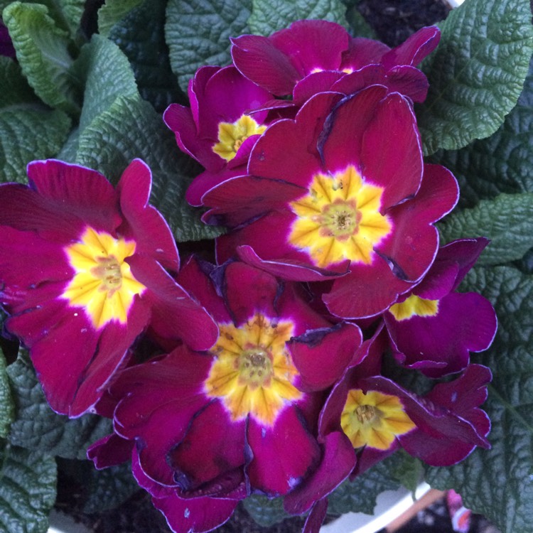 Plant image Primula acaulis