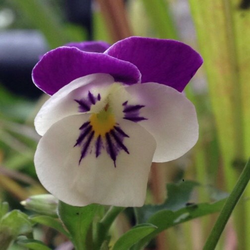 plant image 939733