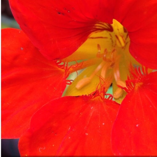 Plant image Tropaeolum majus 'Princess of India'