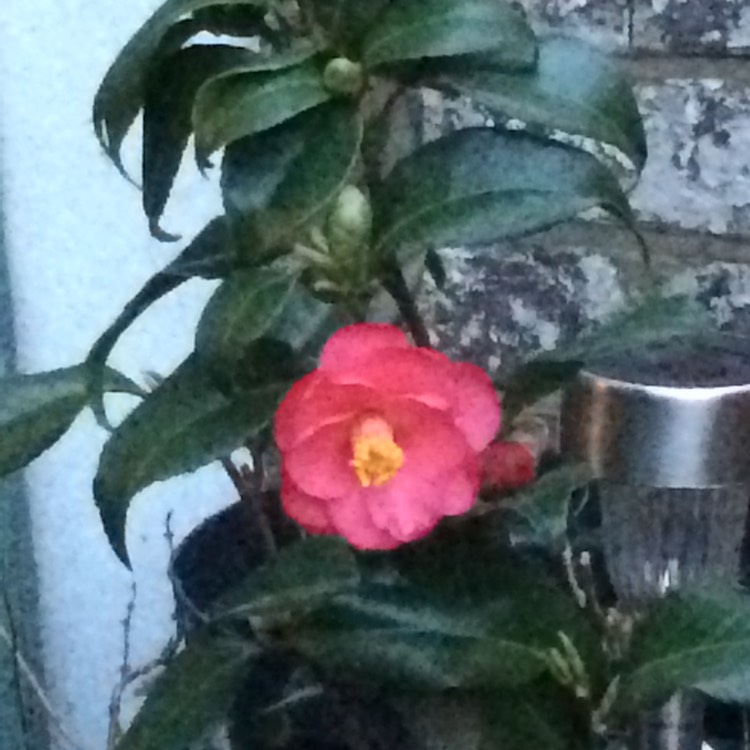 Plant image Camellia Sasanqua 'Cleopatra'