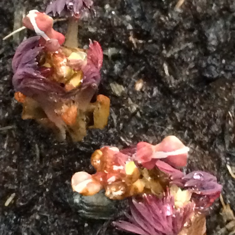 plant image 960975