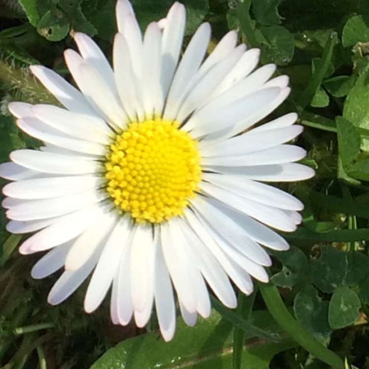 Plant image Bellis perennis