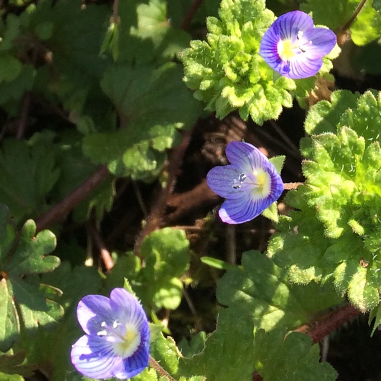 Plant image Veronica peduncularis 'Georgia Blue' syn. Veronica umbrosa 'Georgia Blue', Veronica peduncularis 'Oxford Blue'
