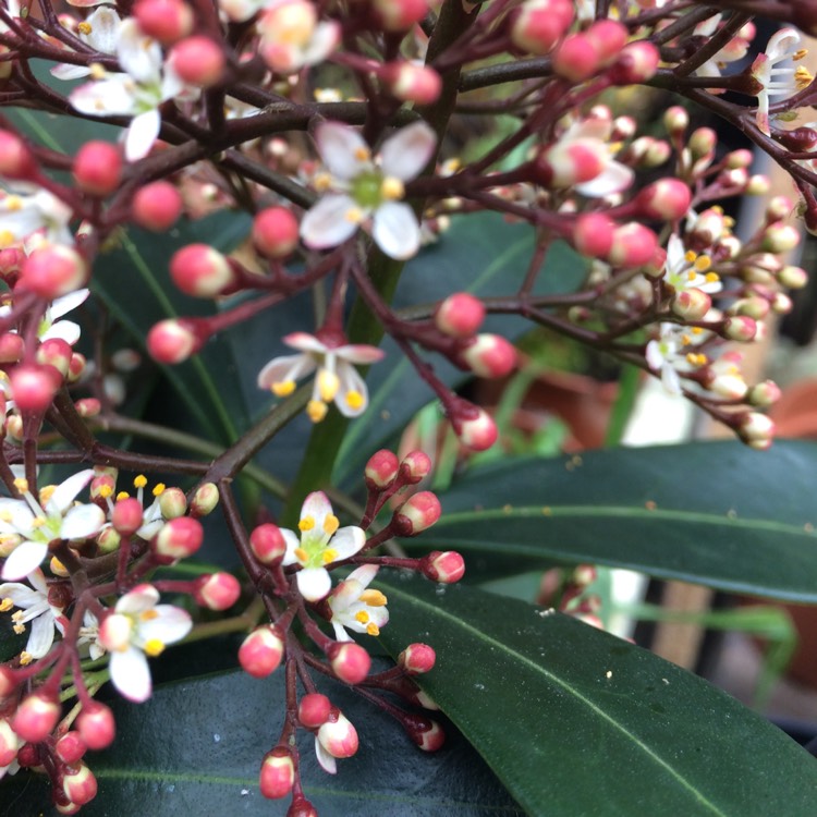 Plant image Skimmia japonica 'Rubella'
